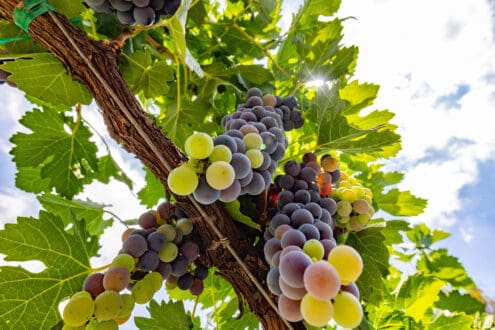 ¿Qué uvas hay detrás del vino mexicano? Estas son las más importantes