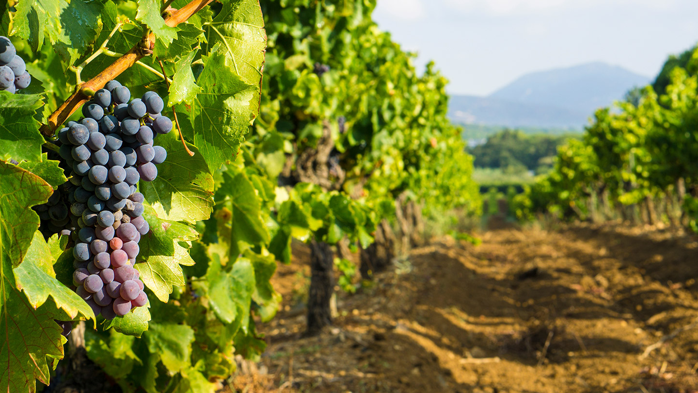 uvas_vino_mexicano_Cabernet_Sauvignon Cabernet Sauvignon.
