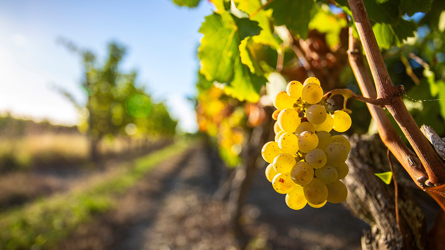 uvas_vino_mexicano_Chardonnay Chardonnay.