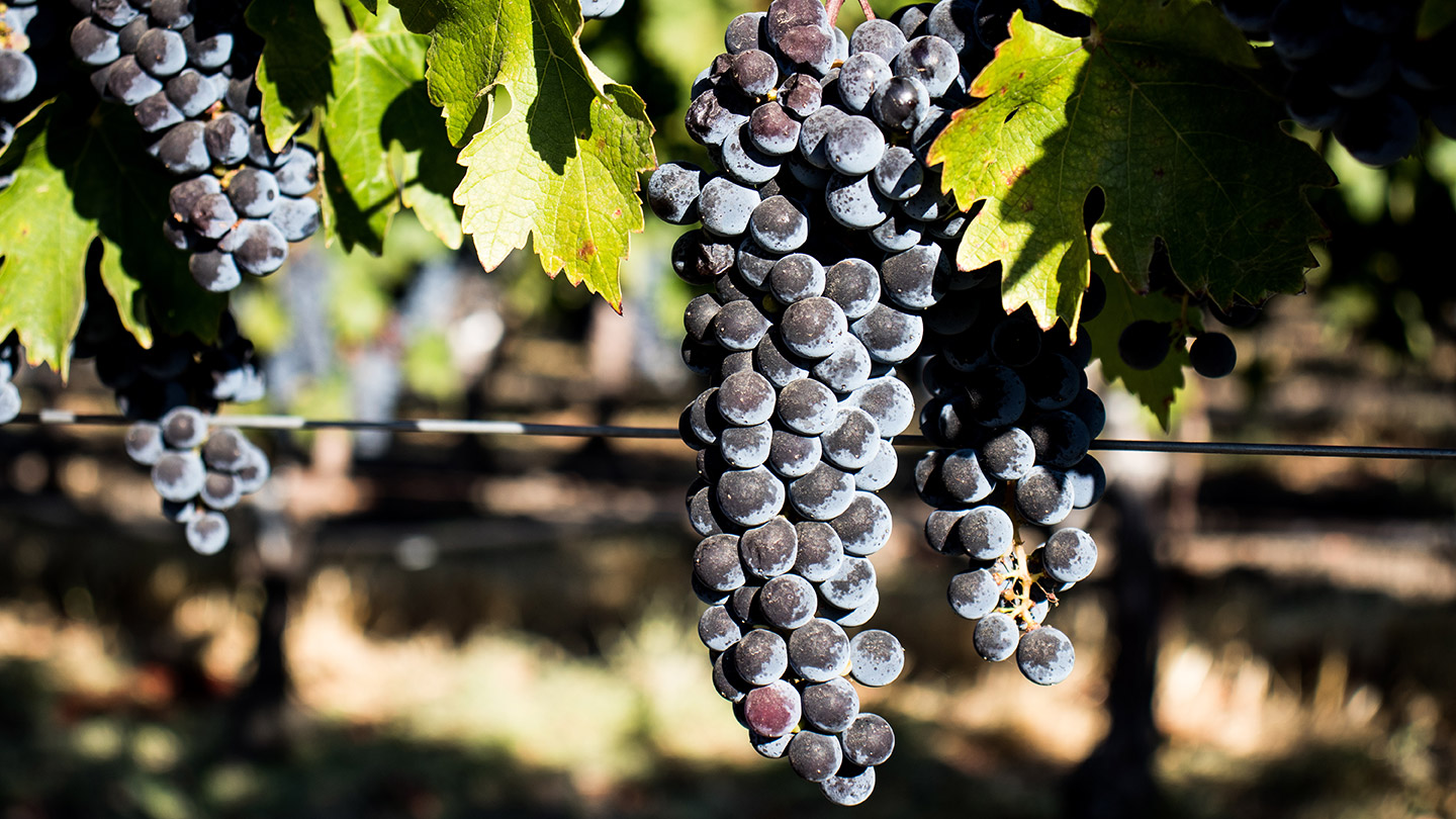 uvas_vino_mexicano_Syrah Uva Syrah.