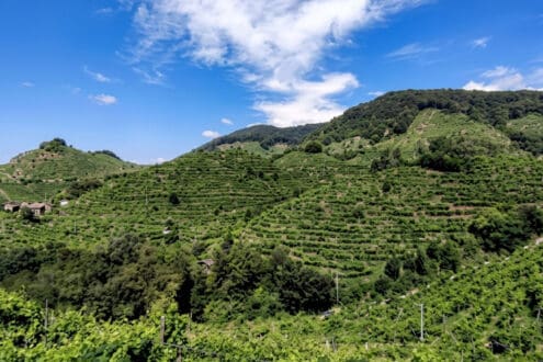 Consorzio Eden: tecnología y sustentabilidad en el vino italiano