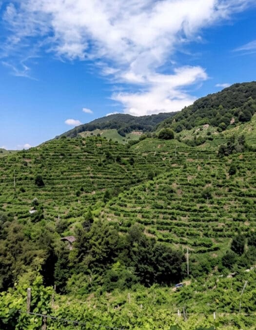 Consorzio Eden: tecnología y sustentabilidad en el vino italiano
