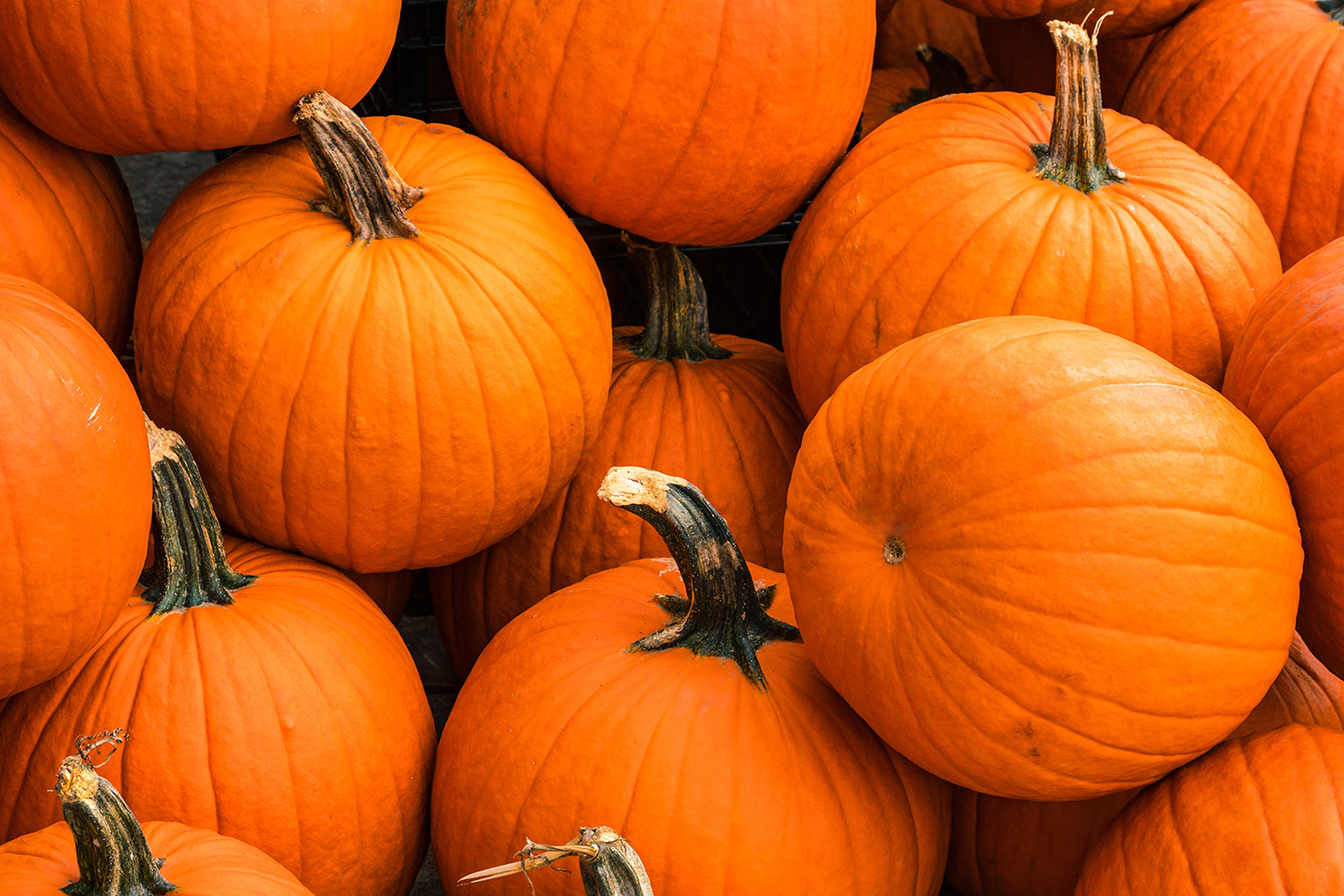 Calabaza de Castilla.